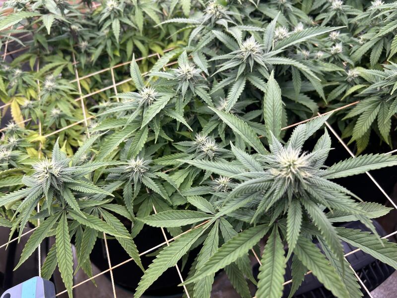 Pineapple Muffin, Фасовка: 3, изображение 4